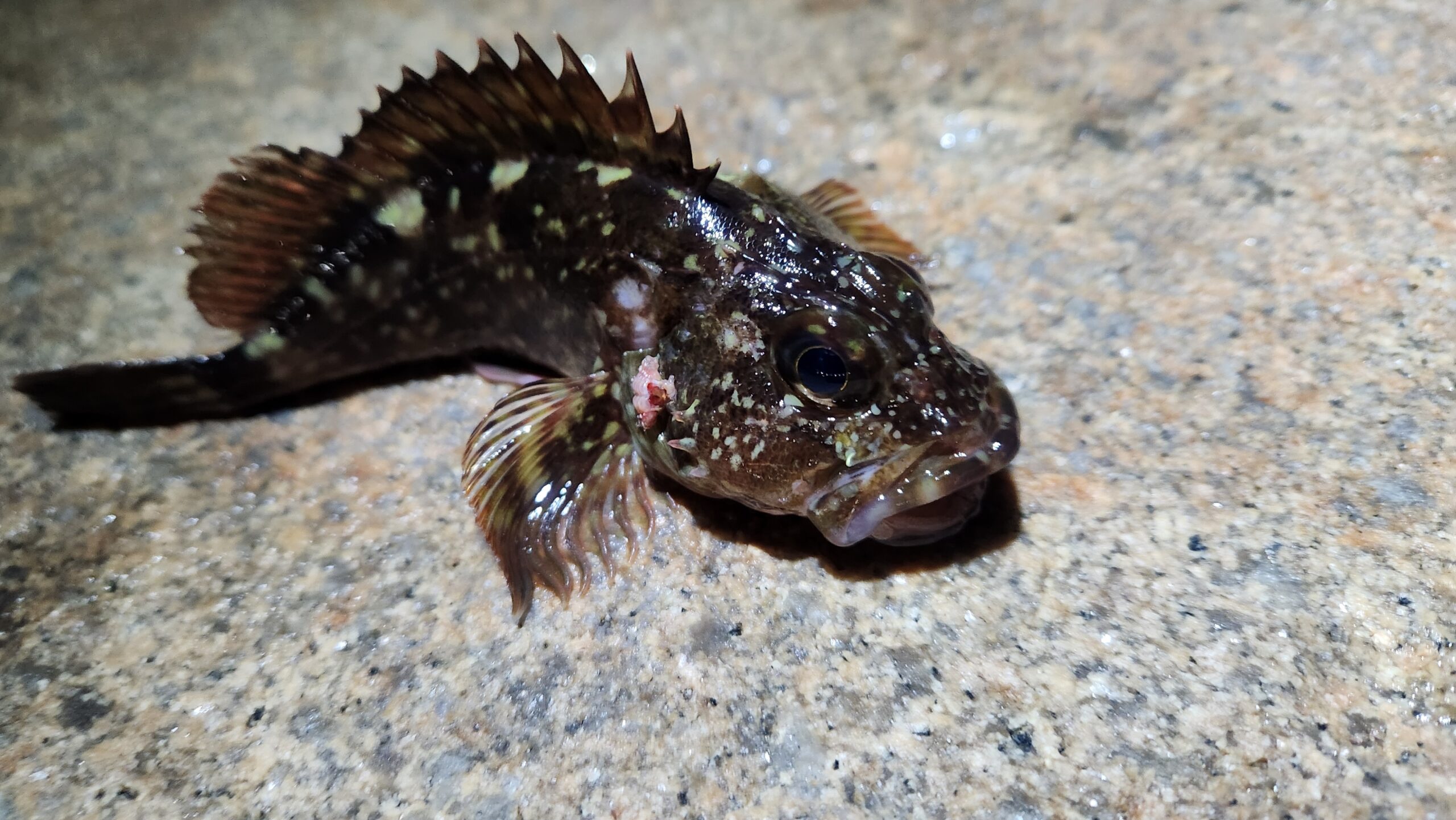 穴釣り