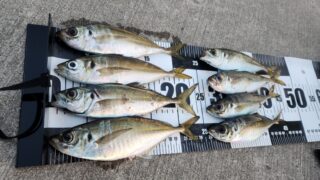 鯵のカゴ釣り