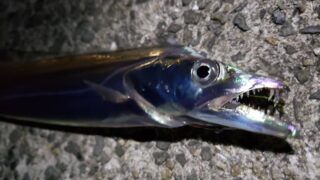 超軽量タチウオウキ釣法
