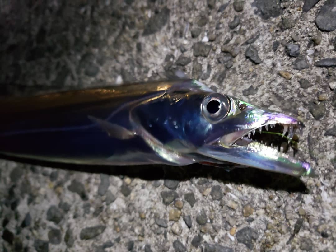 タチウオ